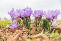 Abenteuer Spanien – In der sagenumwobenen La Mancha, der Heimat des Ritters der traurigen Gestalt und seines Knappen Sancho Panza, lebt die Bevölkerung hauptsächlich von Viehzucht und Landwirtschaft. Auch das teuerste Gewürz der Welt wird hier angebaut: Der Safran!