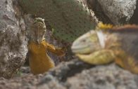 Wilde Inseln – Bis zu einem Meter lang und dreizehn Kilo schwer wird der Drusenkopf auf Galapagos.