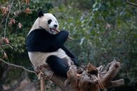 Die Panda-Schule – Sa, 12.09., 04:25 Uhr