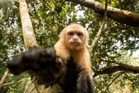 Tatort Strand – Costa Rica - White faced capuchin monkey.