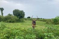 Afrikas Berge – Watusrind im Queen-Elizabeth-Nationalpark