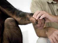 Experiment Verwandtschaft – Was verbindet Mensch und Affe, was unterscheidet sie? Schimpansenweibchen Sina und Wissenschaftler Oliver Sandrock stellen sich dem Vergleich.