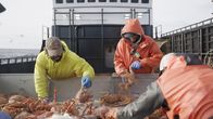 Fang des Lebens - Der gefährlichste Job Alaskas – Time Bandit-Crew Jared und Russell beim Sortieren von Krabben auf dem Tisch
