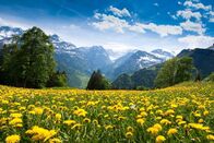 Schweiz von oben – Scenic view from Braunwald (Switzerland) with blossoming field of dandelions in spring.