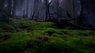 Terra X: Unsere Wälder – Luft- und Wasserfilter Moos.