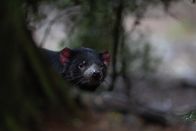 Australiens wilde ... – Mit kräftigen Kiefern bricht ein Beutelteufel leicht jeden Knochen – und kann sogar Metallzäune durchbeißen.