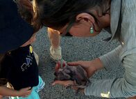 Auf und davon – Auf und davon Folge 3 Rettungsversuch in Australien: Wird das Känguru-Baby überleben?