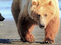 Unter Grizzlys – Die junge Mutter "Parsnip" und Ihr Zögling "Pushki" müssen viel dramatische und riskante Situationen meistern. Ihr Überlebenskampf im großen Grizzlyland ist erbarmungslos. Mehrere Monate konnte die Crew das Schicksal der Beiden verfolgen.