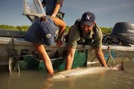 Zeb Hogans Monsterfische – Zeb trying to hold on to a chinook salmon(Photo Credit: Josh Thomas)