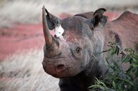 Elstners Reisen – Auf in die Freiheit: Drei Nashörner wurden in den Tsavo-Nationalpark umgesiedelt. Hier lebten einst 20.000 Nashörner, durch die Wilderer waren es vor Beginn der Umsiedelungen nur noch 14.