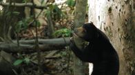 Geborene Jäger – A closeup of a sun bear standing up and holding on to a tree in the tropical jungles of South East Asia.