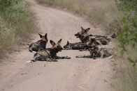 Afrikas tödlichste Jäger – AFRIKA: Ein Rudel wilder Hunde liegt auf der Straße. (Bildnachweis: Â