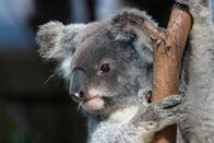Elstners Reisen – Queensland-Koalas sind stark bedroht.