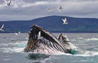 Wildes Irland – Humpback whale
