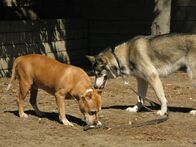 Der Hundeflüsterer – (6. Staffel) - Cesar Millan gibt keinen Hund auf ...