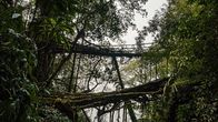 Wunderstoffe – Die Lebendigen Brücken von Meghalaya sind zum Teil mehrere hundert Jahre alt.