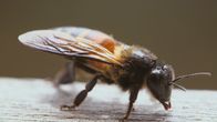 Die Bienenflüsterer – Die Apis dorsata, oder Riesenhonigbiene hat in etwa die Größe einer europäischen Hornisse und ist besonders aggressiv.