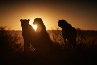 One Strange Rock – Drei junge Geparden sitzen vor dem Sonnenuntergang