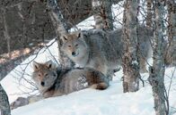 Die Sprache der Tiere – Wölfe zwischen Bäumen im Schnee: Die Raubtiere kommunizieren durch Heulen, um in der Wildnis zusammen zu bleiben.