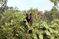 "Amerikas beste Idee" – Erntezeit - wie Affen klettern die Schwarzbären auf Bäume, um Wildkirschen zu sammeln.