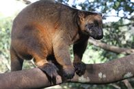 Australien – Ein Känguru, das auf Bäumen wohnt: Das Lumholtz Baumkänguru verbringt die meiste Zeit seines Lebens in den Wipfeln.