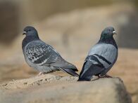 Tierische Freaks – Tauben sind eine der wenigen Arten, die sich ein Leben lang paaren. Aber dieser verliebte Vogel muss 150 Meilen zurücklegen, um zu seiner Partnerin zu gelangen, und Ausdauer allein reicht dafür nicht aus. Zufälligerweise ist die bescheidene Taube ein super sensorischer Superheld. Seine Augen können in fast alle Richtungen sehen, so dass er sich in Bezug auf die Sonne orientieren kann, quasi wie ein Kompass, der ihm sagt, in welche Richtung er fliegen muss. Er schafft seine 150 Meilen lange Reise in nur drei Stunden, ist dann wieder mit seinem Schatz vereint und macht es sich für eine Nacht mit Taubenkuscheln gemütlich.