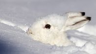 Die Alpen – Der Schneehase ist in seinem Winterkleid gut getarnt.