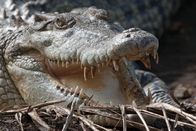 Australien – ARD/NDR AUSTRALIEN (4), "Im Dschungel der Riesenvögel" Uhr im ERSTEN. Das Salzwasserkrokodil ist das größte Krokodil überhaupt und kann bis zu sechs Meter lang werden.