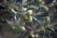 Zu Tisch ... – Die grünen Oliven der Frühernte ergeben ein intensiv schmeckendes Öl.