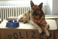 Kommissar Rex – An der Seite seines neuen Herrchens, dem römischen Commissario Lorenzo Fabbri alias Kaspar Capparoni, spürt Rex, der berühmteste Polizeihund der Welt, wieder Serienmörder und Verbrecher auf