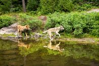 Der Wolf und der Löwe – Der Löwe und der Wolf