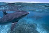 Das Große Barriere Riff – Tigerhai im Flachwasser vor Raine Island, Großes Barriere Riff.
