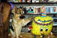 Kommissar Rex – Rex gratuliert seinem Herrchen zum Geburtstag.