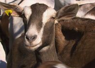 Netz Natur – NETZ NATUR Dem Teufel vom Karren gesprungen Oben ohne: Viele Ziegenhalter setzen auf Tiere ohne Hörner. Durch Zucht oder durch Enthornen. Der Natur der Ziege entspricht das aber nicht.