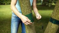 GartenKULT – "GartenKULT", "TierGarten (6)." Es gibt Tiere, die wir im Garten lieben, es gibt aber auch Tiere die wir garnicht in unserem Garten wollen. Im TierGarten kümmern wir uns um beide. Es wird gezeigt wie man sich Nützlinge halten kann und wie man Schädlinge auf biologische Art und Weise los wird. Die Zuschauer bekommen genaue Anleitungen wie man einen Futterspender für Vögel baut oder auch diverse Insektenhotels; wie man Schnecken aus dem Garten fernhält oder Wühlmäuse verbannt. Ein Besuch bei einer Nützlingszucht in Wien rundet die Folge TierGarten ab.