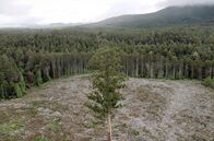 Unter Bäumen – Abholzung bedroht das Ökosystem in Australien. Die australischen Wälder beherbergen eine reiche und einzigartige Biodiversität mit vielen endemischen Pflanzen- und Tierarten.