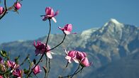 Wunderwelt Schweiz – Blumen vor Bergkulisse
