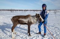 Norwegen: Die Rentierprinzessin – Anne Risten Sara und Rentier Toco sind bereit für das Rentierrennen.