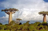 Tropische Inseln unserer Erde – Adansonia grandidieri, die größte Art der Affenbrotbäume auf Madagaskar, wird von den Einheimischen auch „Mutter des Waldes" genannt.