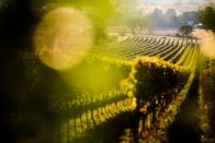 Winzerlegenden – Weingut Heinrich; Weinlage Alter Berg während Servus TVs Winzerlegenden in Winden, Burgenland, Österreich am 17. Ostober 2023