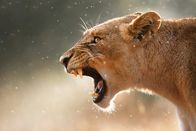 Animal Fight Club – Lioness displays dangerous teeth during light rainstorm - Kruger National Park - South Africa