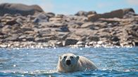 Die Reise der Eisbären – Ein Eisbär steht im Wasser und schüttelt sich die Tropfen aus dem Fell.