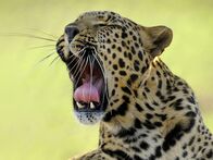 Animal Fight Club – The leopard is one of the strongest of the African big cats. They have been known to kill animals more than twice their size and can run up to 37 mph.