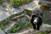 Panda, Gorilla & Co. – Der Lippenbär Rajath im Zoo Berlin.