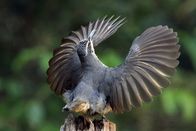 Australien – Young males o Victoria's Riflebird have to practise their displaying over a long period. The Victoria’s Riflebird (Ptiloris victoriae) is a bird of paradise endemic to the Atherton Tableland region of northeastern Queensland.
