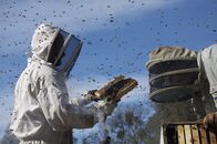 More than Honey – Seit den frühen 2000er-Jahren kommt es weltweit zu einem massiven Bienensterben. Über die Gründe gibt es viele Spekulationen. Eins jedoch ist klar: Wenn die Bienen weiter sterben, wird sich das auch auf die Menschen auswirken. Der Filmemacher Markus Imhoof begibt sich in seinem vielfach preisgekrönten Dokumentarfilm "More Than Honey - Bitterer Honig" auf die Suche nach den Ursachen des globalen Bienensterbens und fragt nach den Folgen für Mensch und Natur.