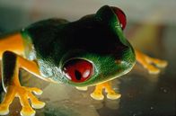 Die Zaubertricks der Tiere – Nahaufnahme eines rotäugigen Laubfrosches, Agalychnis callidryas.