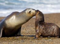 Wildes Patagonien – Eine Seelöwenmutter füttert ihr Kind. Dafür lässt sie das Kind für mehrere Tage am Strand zurück um zu jagen.