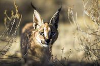 Raubkatzen – Mit Hilfe ihrer langen Beine können Karakale bis zu drei Meter hoch springen und so Vögel im Flug jagen.