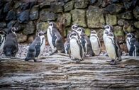 Zoo und so - Tierisch wild! – Fr, 27.03., 07:55 Uhr